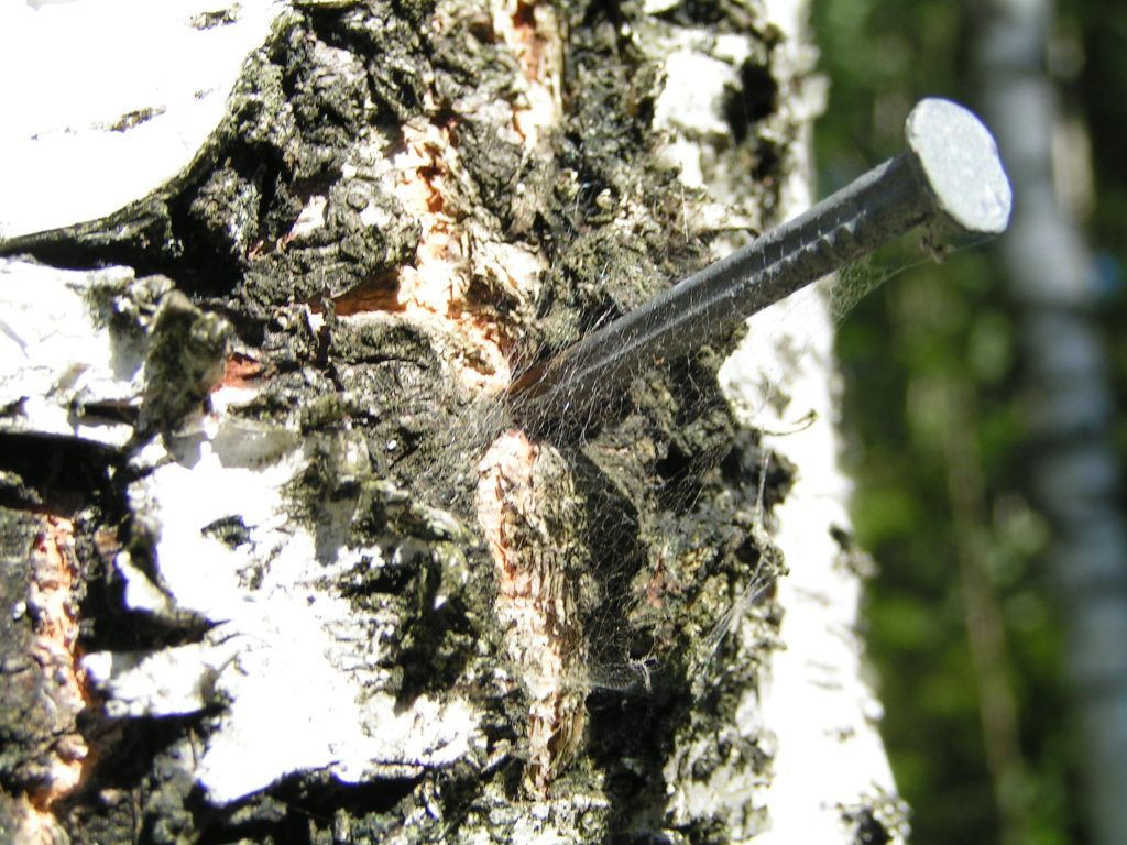 Bieszczady. Ekolodzy zastawili pułapki na leśników